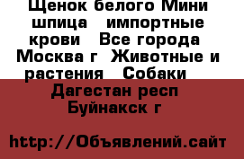 Щенок белого Мини шпица , импортные крови - Все города, Москва г. Животные и растения » Собаки   . Дагестан респ.,Буйнакск г.